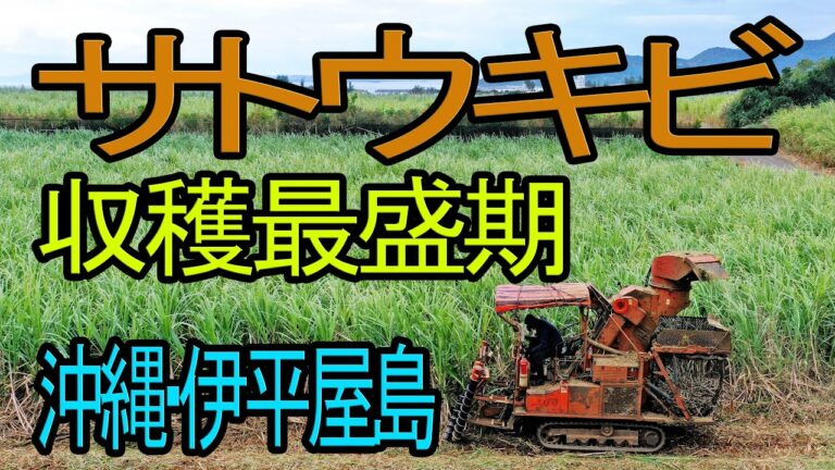 沖縄のサトウキビ生産量の現状と展望