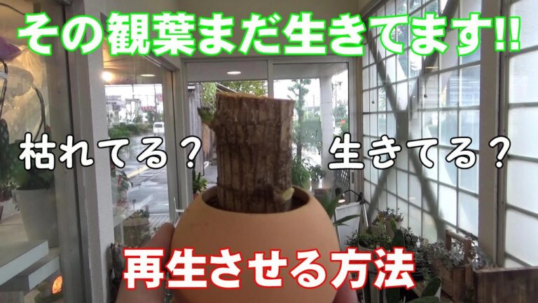 スカスカの幹が示す幸福の木の育て方