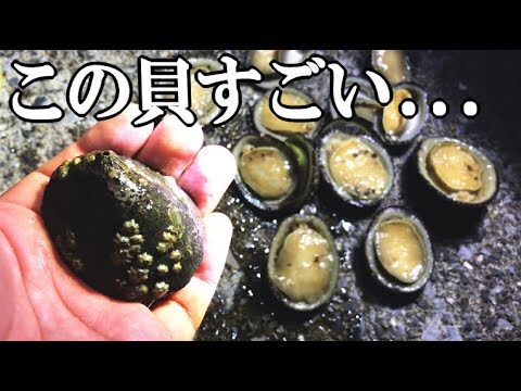 マツバガイの寄生虫に関する最新情報