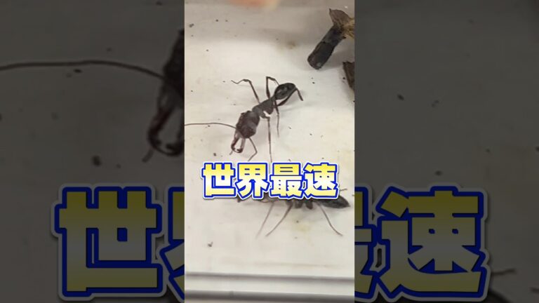 サハラシルバーアントの生態と特徴