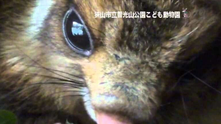 ムササビが好む食べ物の全貌