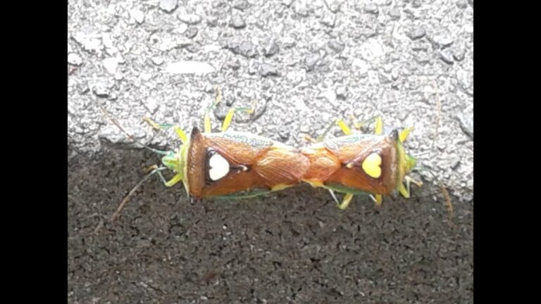 ハートカメムシがもたらす幸運の秘密