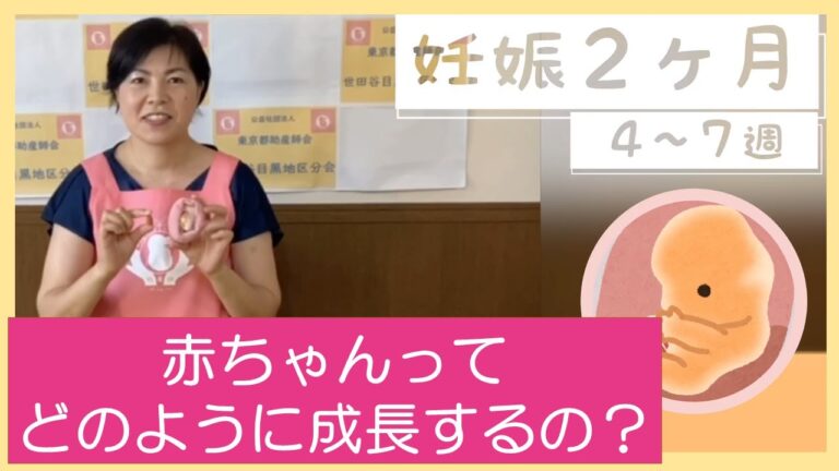 胎芽の成長スピードを徹底解説
