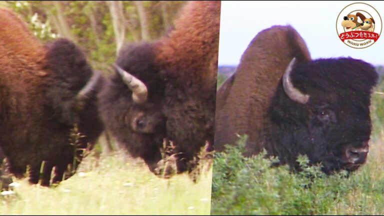 アメリカ特有の動物たち