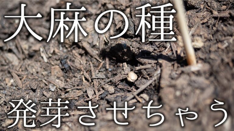大麻種の七味活用法